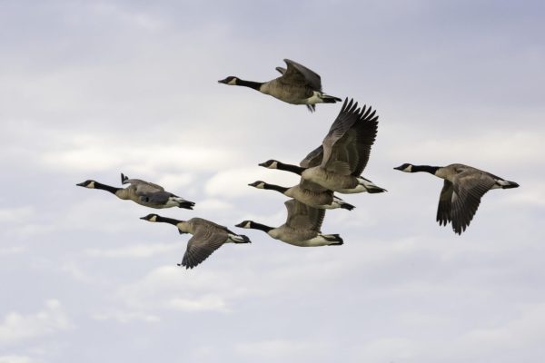 Navigation to Story: World Migratory Birds Day